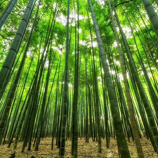 Canne di bambù in un bosco, la materia prima dello spazzolino bamboo venduto a Perugia